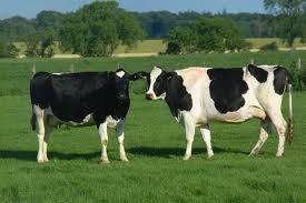 Today is Cow Appreciation Day! Now there’s something to “Moo” about! Our appreciation for cows can be expressed in many ways. Some websites suggest you go out and give a […]